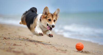 An active, social lifestyle reduces canine fearfulness, study finds